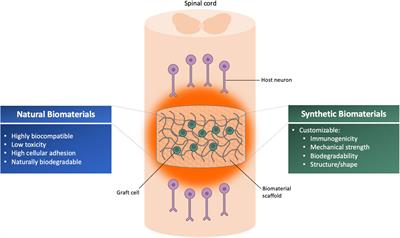 Combinatorial strategies for cell transplantation in traumatic spinal cord injury